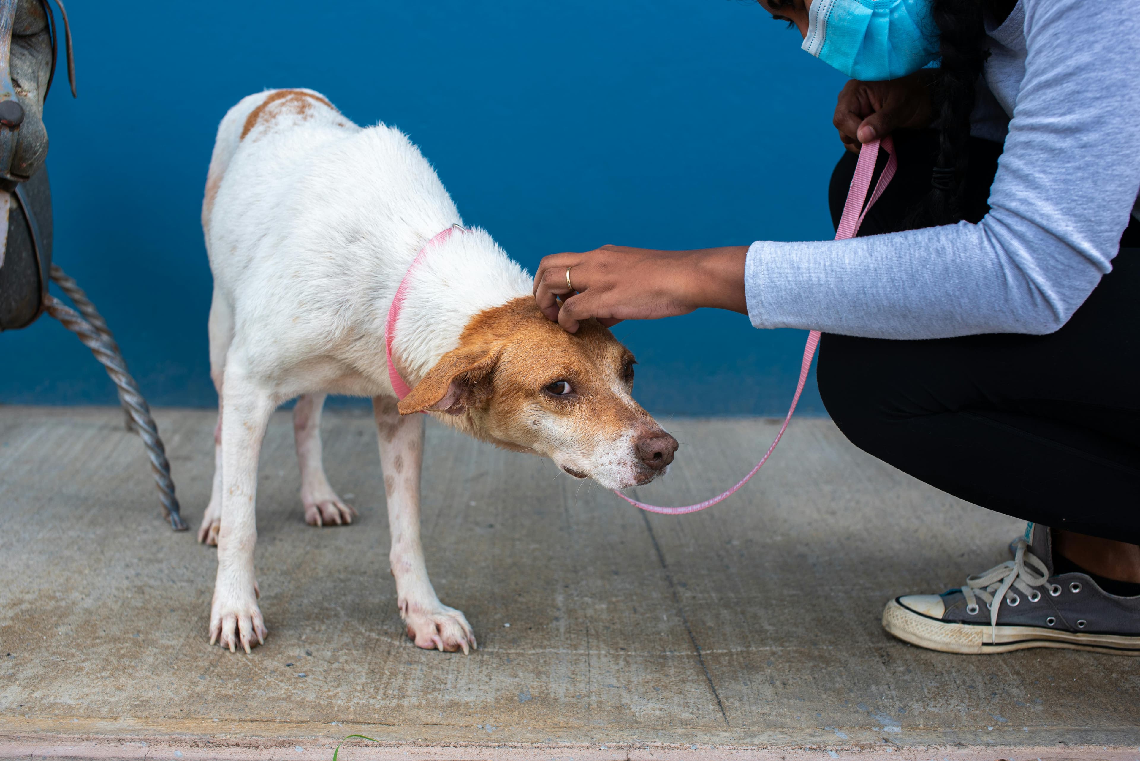Veterinary Treatment